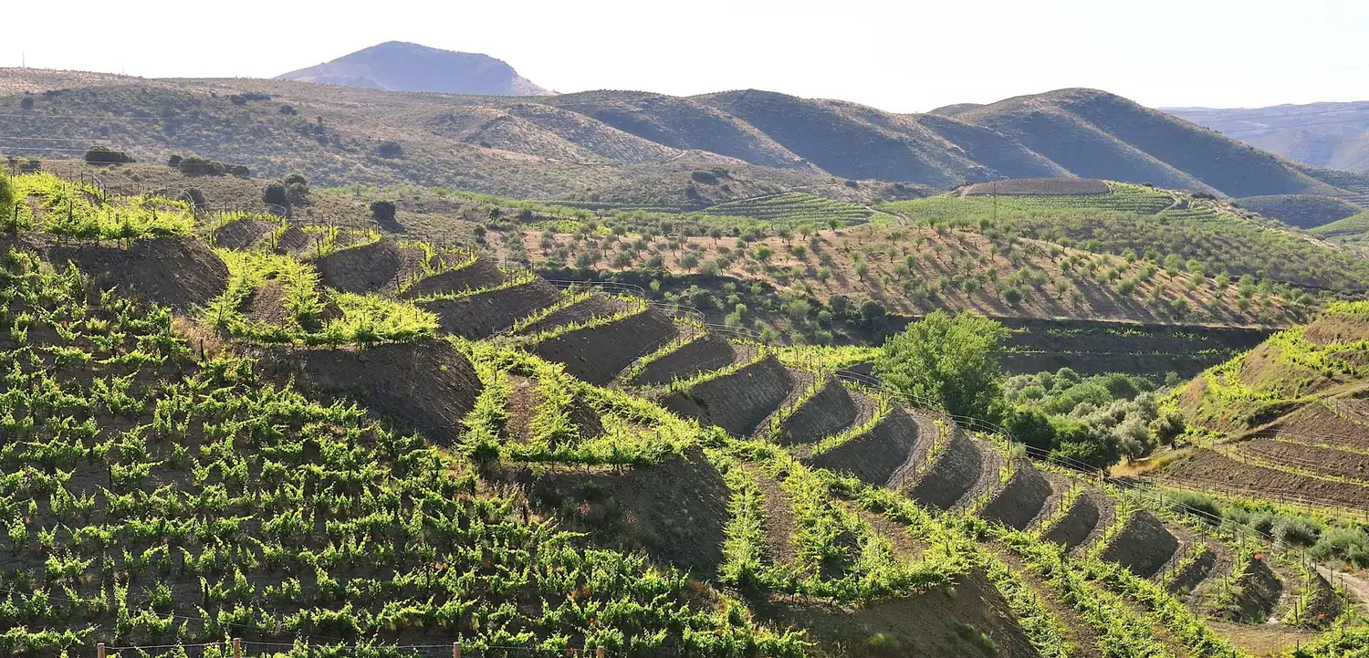 Vine terraces in the hills of the Douro Superior