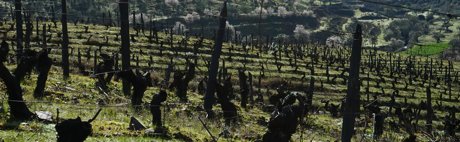 Fileiras de cepas velhas e retorcidas diante do vale