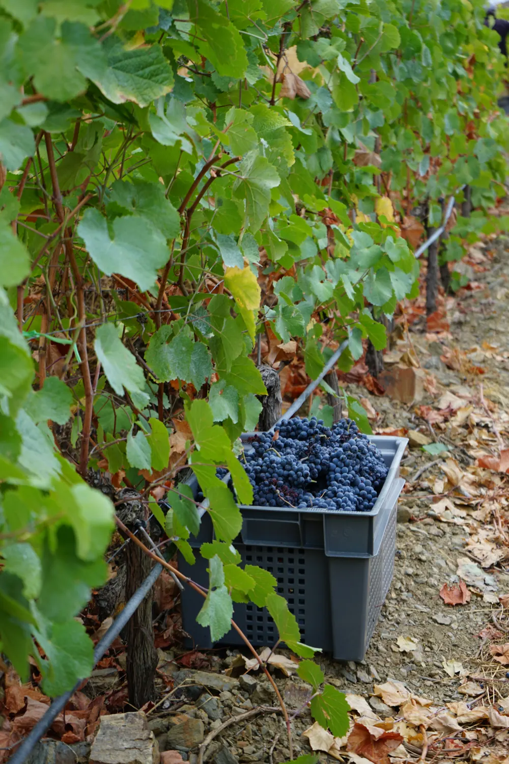 Harvest