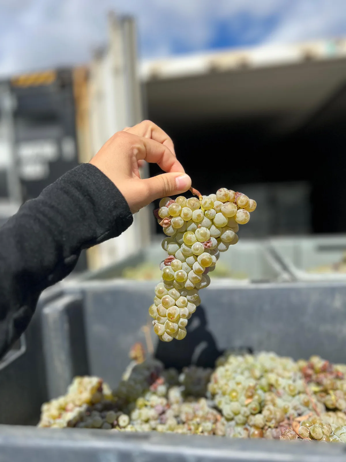 Cacho de uvas brancas recém-colhido
