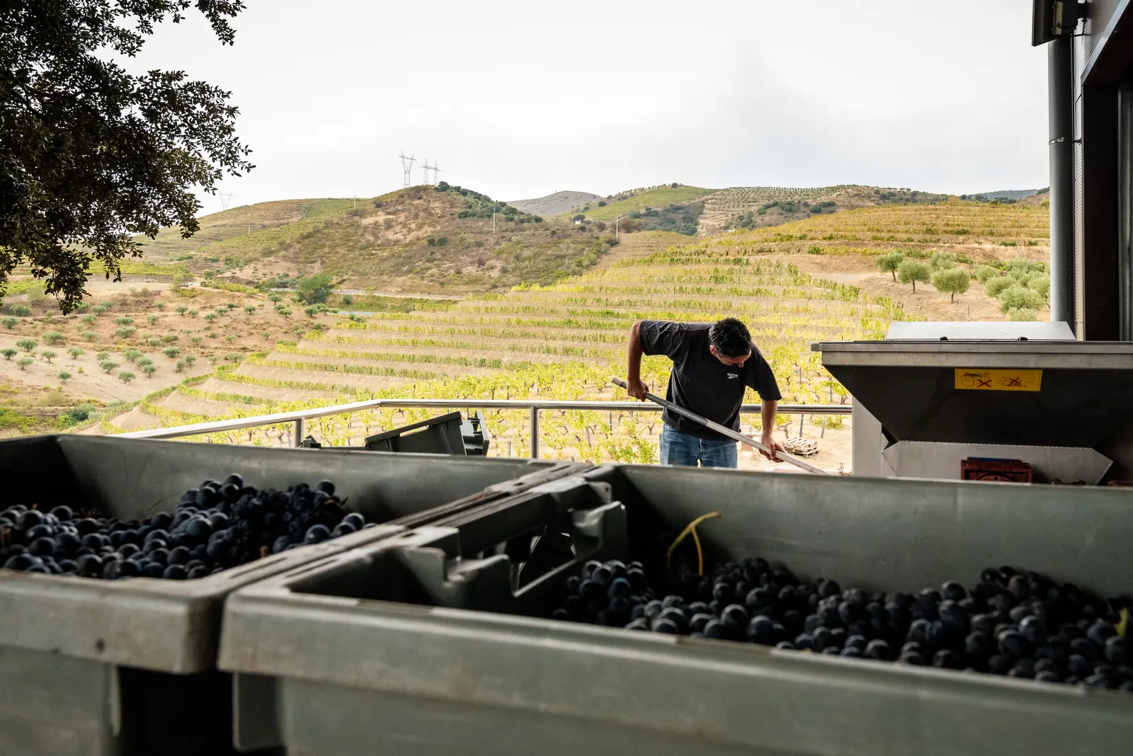 Vindima na Quinta do Palato