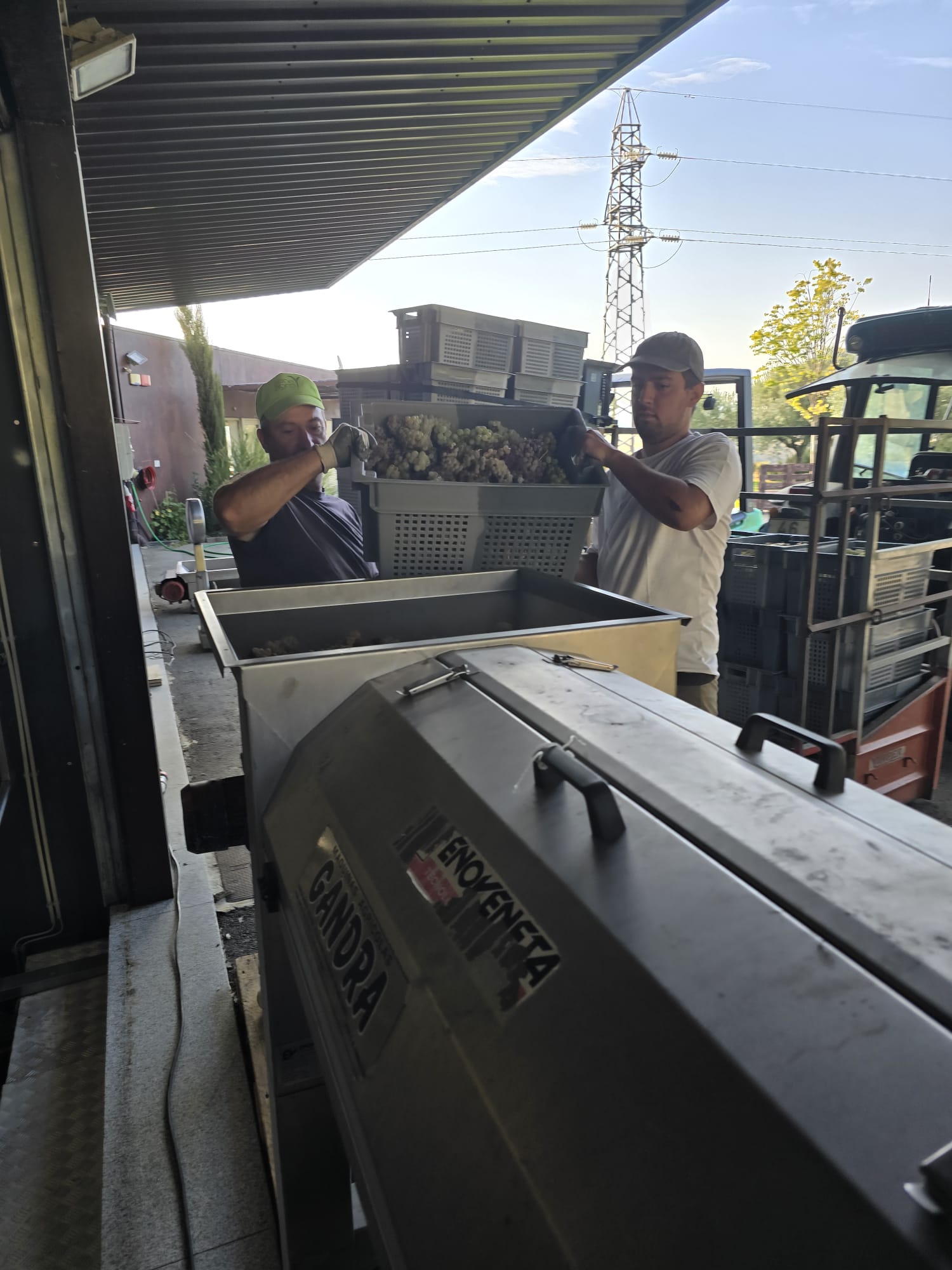 Duas pessoas virando uma caixa de uvas brancas para a moega, na vindima de 2026